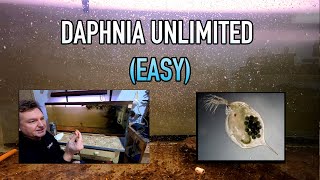 How I Raise Daphnia Water Fleas And You Can Too [upl. by Letisha290]