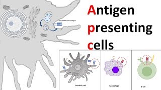 Antigen Presenting Cells APC [upl. by Annet]