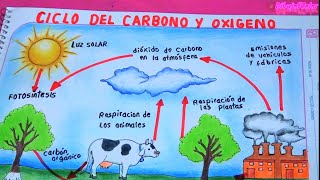 Ciclo del Carbono y el Oxigeno  DibujoYColor [upl. by Shiverick508]