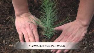 How to Grow Pine Trees from Seed [upl. by Vida]