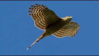 Sparrowhawk Bird Call Bird Song [upl. by Lraep]