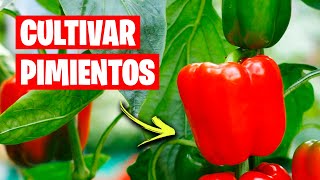 Como CULTIVAR PIMIENTOS con Éxito 🌶️ Consejos y Trucos  La Huerta de Ivan [upl. by Nod888]