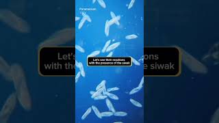 Miswak In Islam  Miswak Benefits  Germes VS Siwal  Miswak [upl. by Roshan]