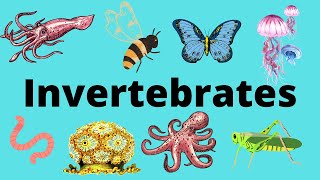 The Diversity of Invertebrates [upl. by Anail]