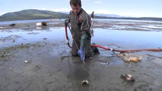 Farm raised Geoduck clams beach harvesting during low tide from Discovery Bay Washington [upl. by Jaye]