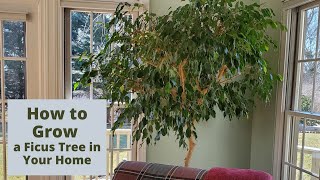 How to Care for a Ficus Tree in Your Home [upl. by Ailemap]