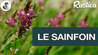 Le sainfoin une plante quatre en une [upl. by Ahsiam]