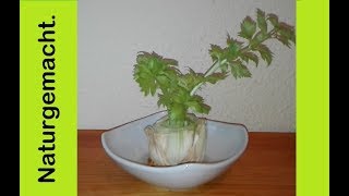 Sellerie einfach nachwachsen lassen regrowing celery MyLovelydeas [upl. by Nezah]