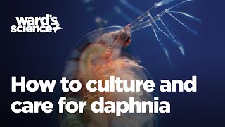 Caring and Culturing for Daphnia [upl. by Ajiak]