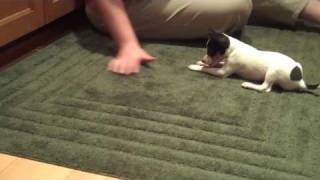 My new toy fox terrier puppy  Divot [upl. by Leachim719]