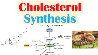 Cholesterol Synthesis  How Our Bodies Make Cholesterol [upl. by Cohleen]