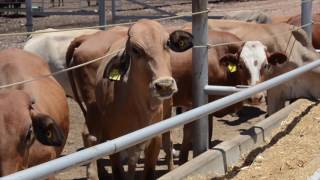 Okapuka Feedlot [upl. by Gaultiero]