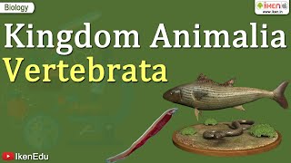 Kingdom Animalia  Vertebrata  Class 11 Biology  iKen [upl. by Marina]