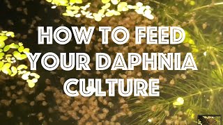 How To Feed Your Daphnia Culture [upl. by Gardner]