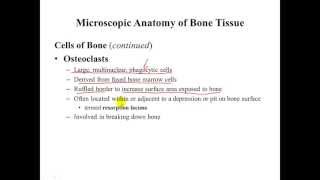 Bone tissue types  compact and spongy [upl. by Oby]