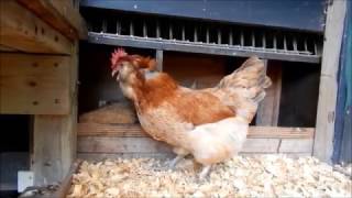 About Salmon Faverolle chickens for backyard flocks and pets [upl. by Bj224]