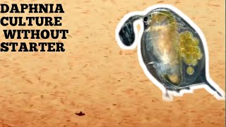 HOW TO CULTURE DAPHNIA NATURALLY WITHOUT A STARTER [upl. by Moses]