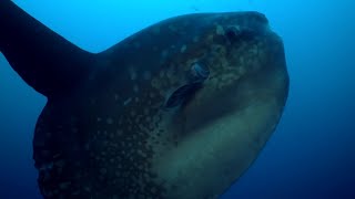 Rare Footage of Ocean Sunfish Getting Cleaned  BBC Earth [upl. by Retepnhoj29]