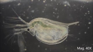 Daphnia magna under the Microscope [upl. by Berns]