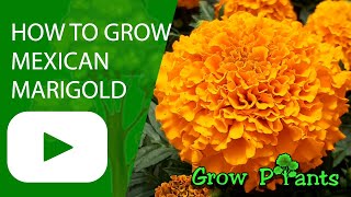 How to grow Mexican marigold Tagetes erecta [upl. by Anassor]