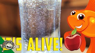 How to culture Vinegar Eels The EASY Way Live Fish Food [upl. by Asilef]