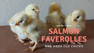 Salmon Faverolles 1WeekOld Chicks [upl. by Fleur]