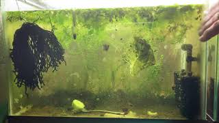 Scuds Daphnia Cherry Shrimp Copepods My aquatic food culture [upl. by Brannon]