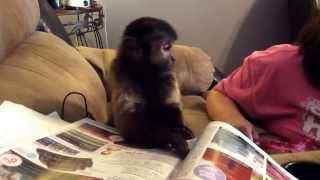 Cassie The Capuchin Monkey Having A Tantrum [upl. by Annalla]