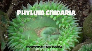 Phylum CnidariaCharacteristics and Examples [upl. by Mcmillan]