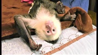 Getting Our Pet Monkey Ready for Bedtime [upl. by Khalid]