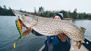 How To CATCH CLEAN and COOK Northern Pike Ice Out Ontario Pike [upl. by Schoof729]