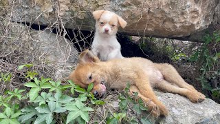 The cry for help of two dogs abandoned by their cruel owner on the side of the road and I saved them [upl. by Noryd]