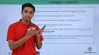 Class 11th  Eukaryotes – Lysosomes  Cell The unit of Life  Tutorials Point [upl. by Anirtruc536]