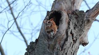 Screech owl calling [upl. by Meekar]