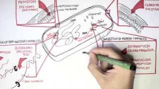 Microbiology  Antibiotics Mechanisms of Action [upl. by Arnulfo]