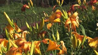 How to Grow Flowers Lilies and Daylilies [upl. by Lezah]