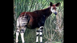 Okapi Habitat and Behavior [upl. by Ajnek911]