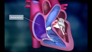 Das Herz und der „große“ Körperkreislauf des Blutes [upl. by Lebiralc]
