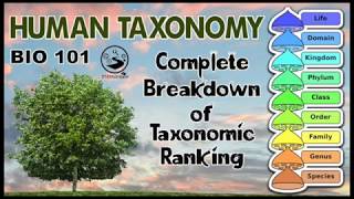 Taxonomy and The Tree of Life  Human Taxonomic Ranking  Bio 101  STEMstream [upl. by Aihsar]