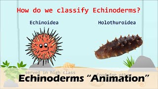 ECHINODERMS Animation [upl. by Sayles484]