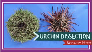 Sea Urchin Dissection  Aristotles Lantern EDU [upl. by Abrahams195]