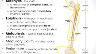 Osseous Tissue Chapter 6 Part 1 [upl. by Atir]