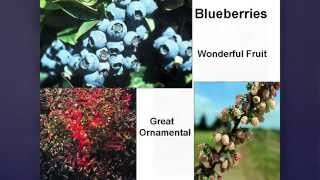 OSU Master Gardener Growing Blueberries [upl. by Irv372]