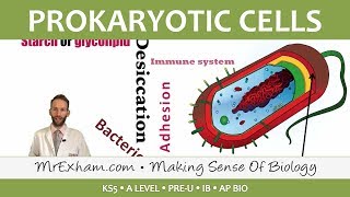 Prokaryotic Cells  Introduction and Structure  Post 16 Biology A Level PreU IB AP Bio [upl. by Marlow]