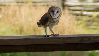 Barn Owl screeching [upl. by Desirae]