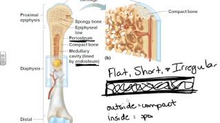 AampP I chapter 6 bone tissue [upl. by Yevreh]