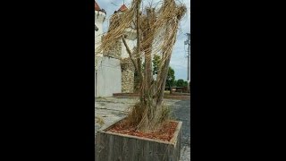 Ponytail palm rescue [upl. by Edita]