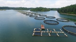 Aquaculture and the environment [upl. by Cahan]