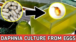 HOW TO HATCH DAPHNIA EGGS  HOW TO CULTURE DAPHNIA [upl. by Dasha]