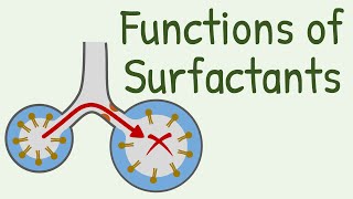 Functions of Surfactants in Alveoli [upl. by Gaskin]